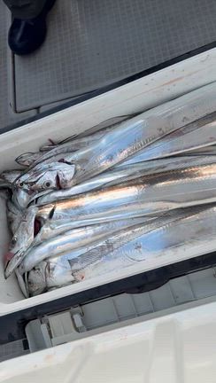 タチウオ‼️の記事動画