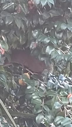 6   富士山とリスの記事動画