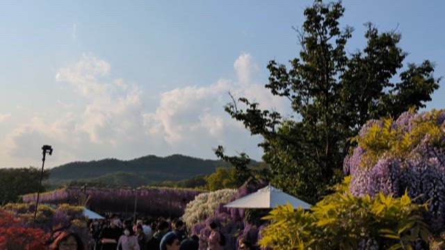 息を呑むほどの美しい奇蹟の楽園〜ふじのはな物語〜の記事動画