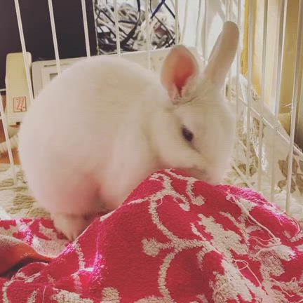 KOYUKI 会いたいよ。（＾Ｏ＾☆♪の記事動画