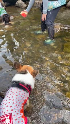 ちまきの夏休み～初★川遊び（動画あり）の記事動画