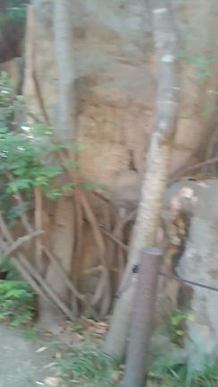 大阪天王寺動物園9月写真のみ　その13の記事動画