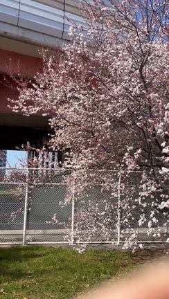桜じゃないの？の記事動画