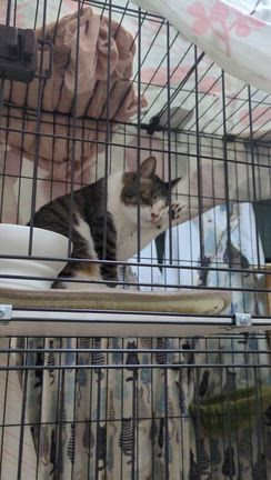 帰ってきた、めかぶの記事動画