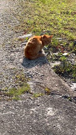 【ふなと岩断層】明王寺のしだれ桜のすぐ近く♪徳島県名西郡神山町♪の記事動画