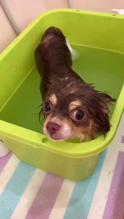 アクアゼオ温浴中のちくわくんの記事動画