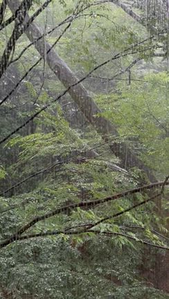 一服の清涼剤の記事動画