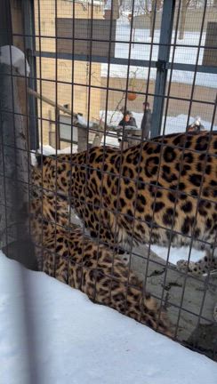 ペンギンに会いに往復8時間の記事動画