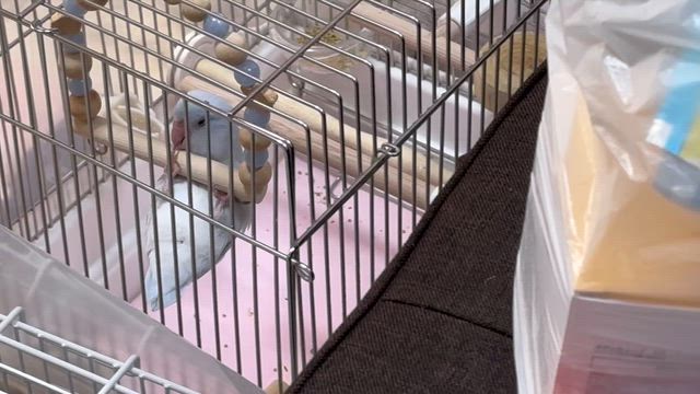 アリちゃんお迎えでした&更新お詫びの記事動画