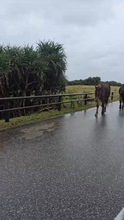 石垣・与那国弾丸旅　あらゆる全てとの繋がりの記事動画