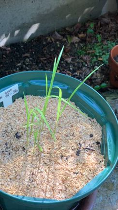 ”玄米⑤ 田植えとその後”の続きの記事動画