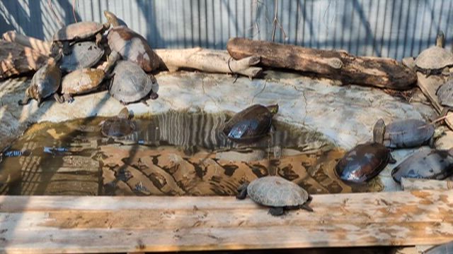 朝陽と共に(●´ϖ`●)の記事動画