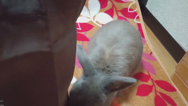 楽しいランチ会の記事動画