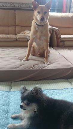 うちの子は多発性骨髄腫の記事動画