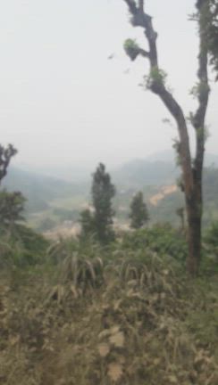 パルパ ラムプルへの記事動画