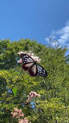 野草園のアサギマダラの記事動画
