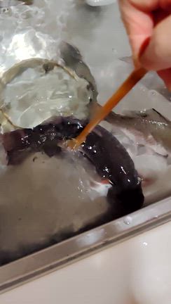 かみさんが買ってきた生きた魚＋連載４コマ漫画笑劇の一歩の記事動画