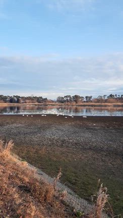 多々良沼の白鳥の記事動画