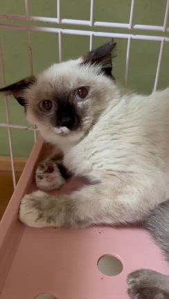 10月20日　ななしのねこさん譲渡会　参加猫ちゃんご紹介⑤の記事動画