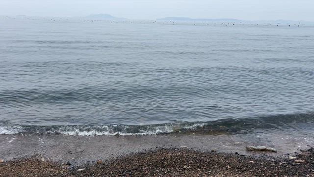 ダスコキキョウ、、、夏がくる！の記事動画