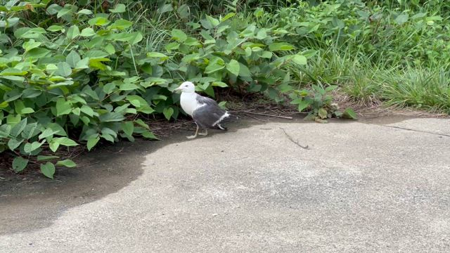 カモメに注意…な話しの記事動画