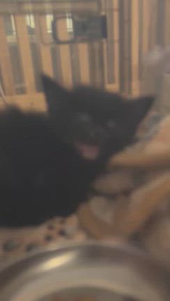 ちびっこ！こうが！がんばれ！の記事動画