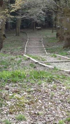 カタクリの花と特別天然記念物ニホンカモシカとの遭遇一期一会の記事動画