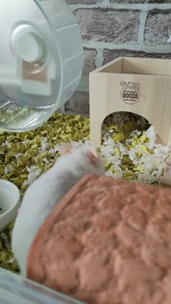 可愛いすぎる。の記事動画