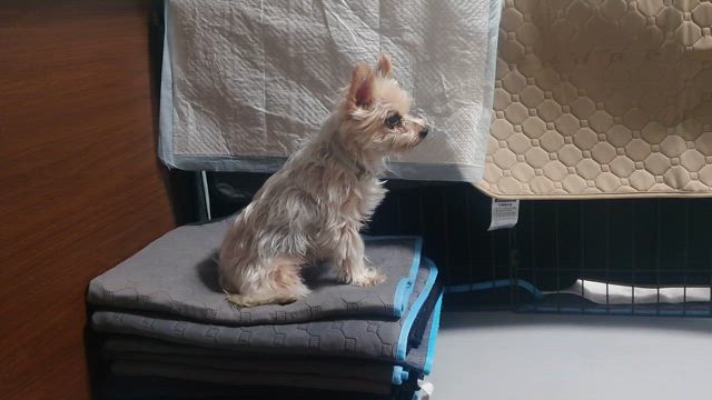 昨夜は心配でしたの記事動画