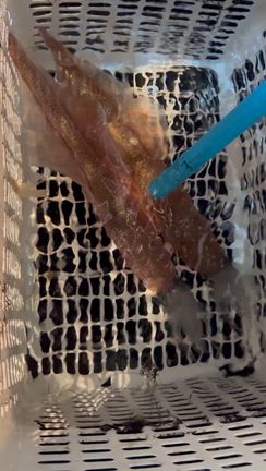 2/19半夜便の記事動画