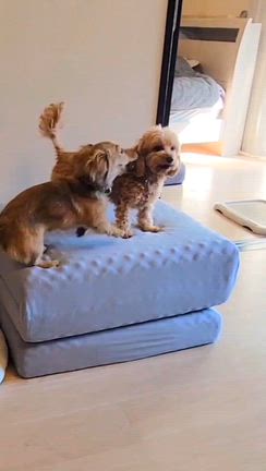 u•ﻌ•u ૮꒰•ﻌ•꒱ა なかよし♡の記事動画