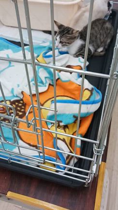 ありがとうございました！７月　高松市「保護ねこ譲渡会」セルフレポート♪の記事動画