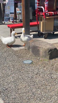 アヒル日記（2025.4.30）の記事動画