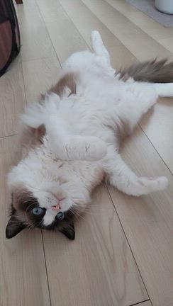 気持ちがいいね～☺️の記事動画