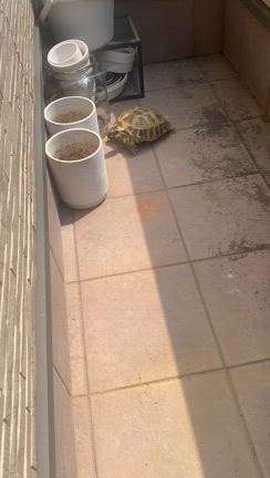 リクガメが肺炎になったの記事動画