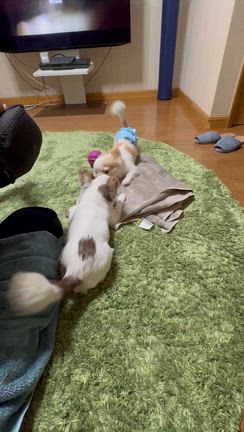 犬犬、甘噛み大会からの〜の記事動画