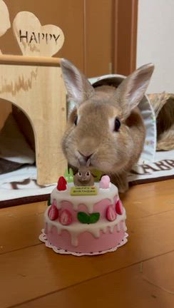 ラビファンお土産　モカ編の記事動画