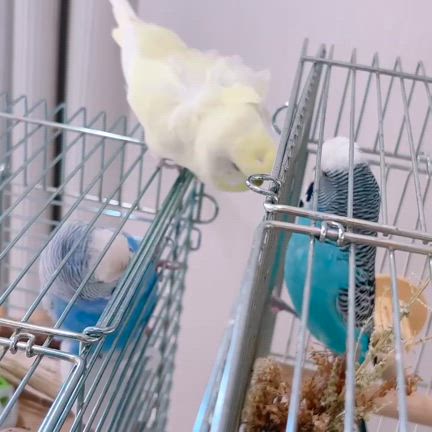 お写真をいただきました！の記事動画