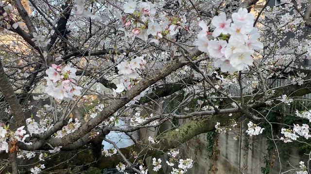 【超穴場】桜絶景スポットに感動しまくり！！の記事動画