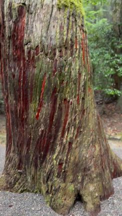 お伊勢参り⑥〜瀧原宮でねじれ杉〜の記事動画