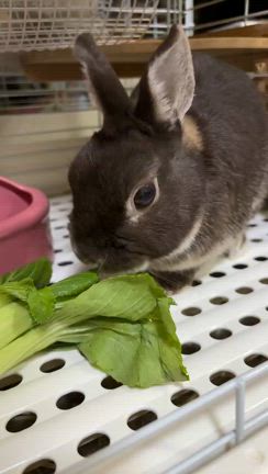 こしあんが９歳になりました!!!!!の記事動画