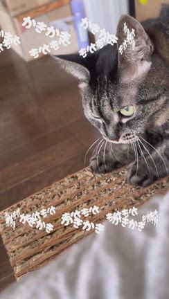 寅次郎の爪とぎの記事動画