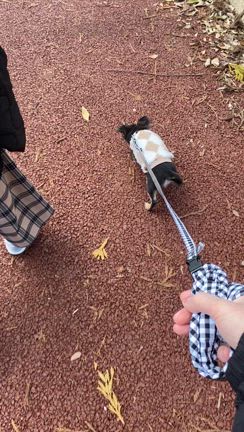 【生後4ヶ月チワワ】ドキドキのお散歩デビューの記事動画