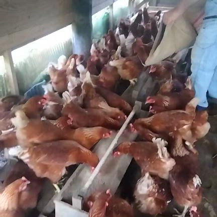 田中養鶏所で援農してきました！の記事動画