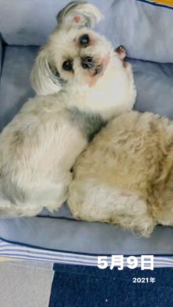 はなちゃん命日の記事動画