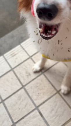 娘よ…の記事動画