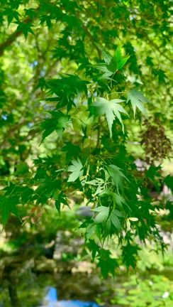 ヘンプには清め祓いの意味があります‼️の記事動画