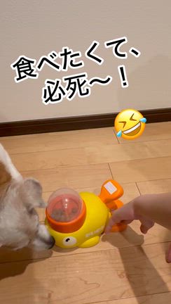 食いしん坊が空回り〜（笑）の記事動画