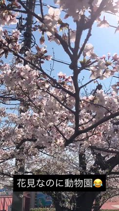 桜見納めの記事動画