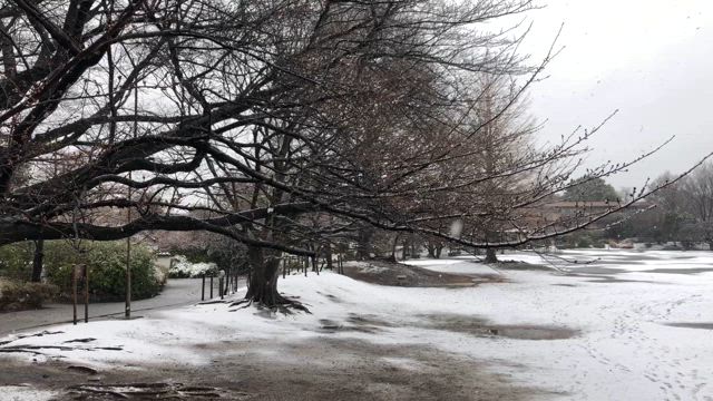 2025年　桜　立野公園ほかの記事動画